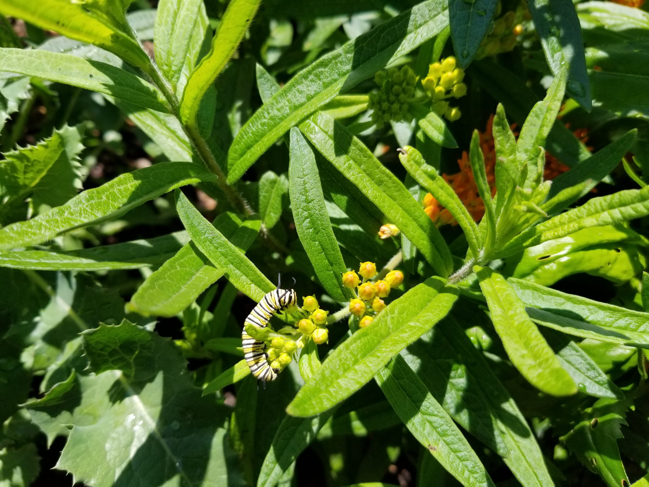 Planting with Natives and Alternatives to Invasive Shrubs