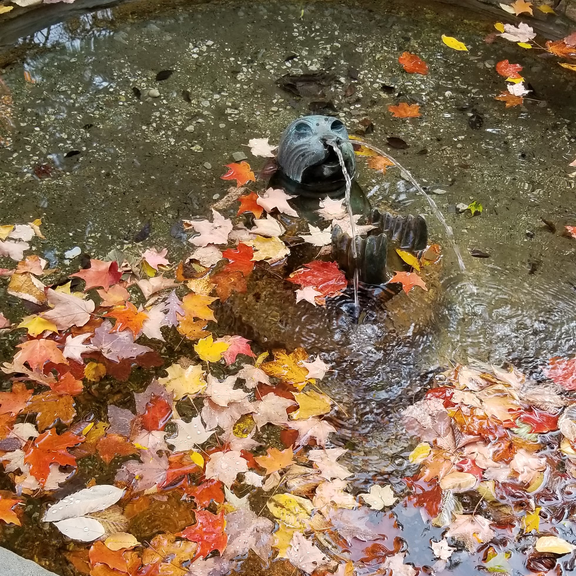 Staying Green When the Leaves Turn Brown (11/21)