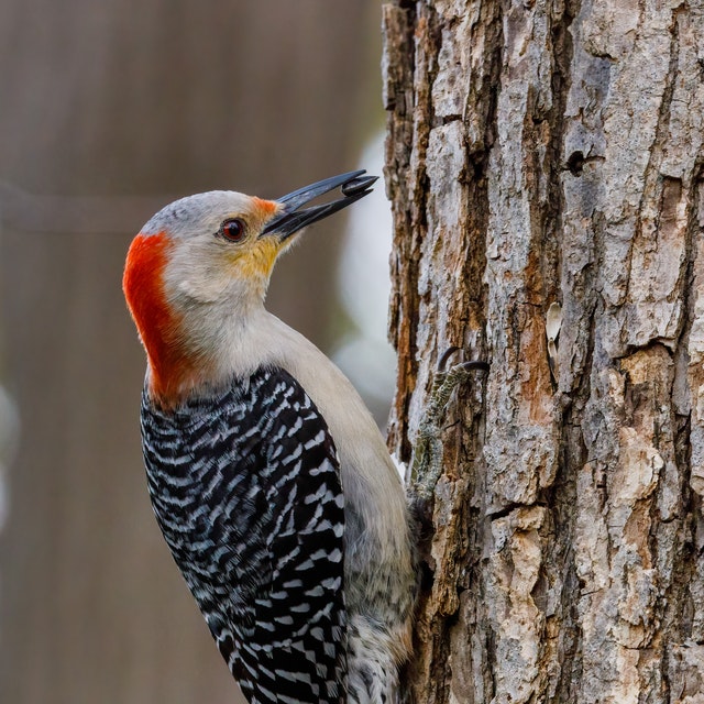 Wildlife Habitat Certification