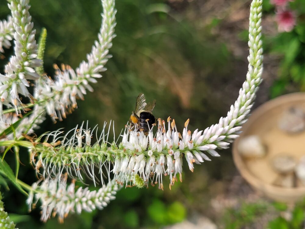 Starting Native Plants from Seed