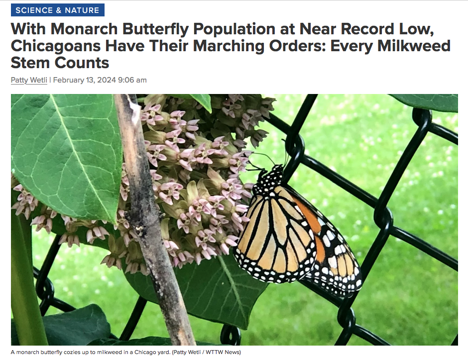 “With Monarch Butterfly Population at Near Record Low, Chicagoans Have Their Marching Orders: Every Milkweed Stem Counts” reports  WTTW News