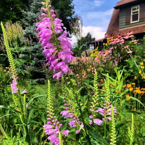 Recent news items encourage planting NATIVE plants for wildlife health