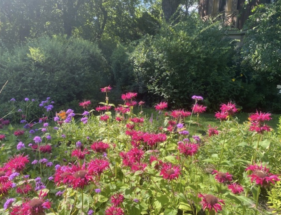 Plan a Native Landscape That Works Long-Term