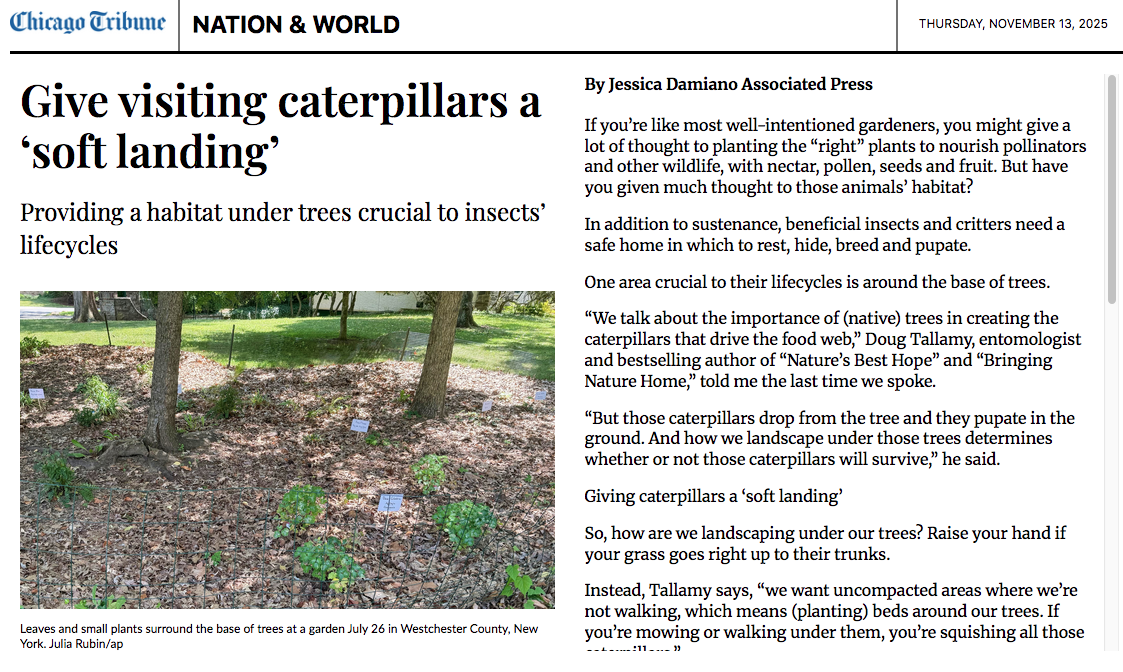 Give visiting caterpillars a ‘soft landing’