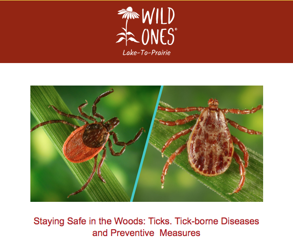 Staying Safe in the Woods: Ticks. Tick-borne Diseases  and Preventive  Measures