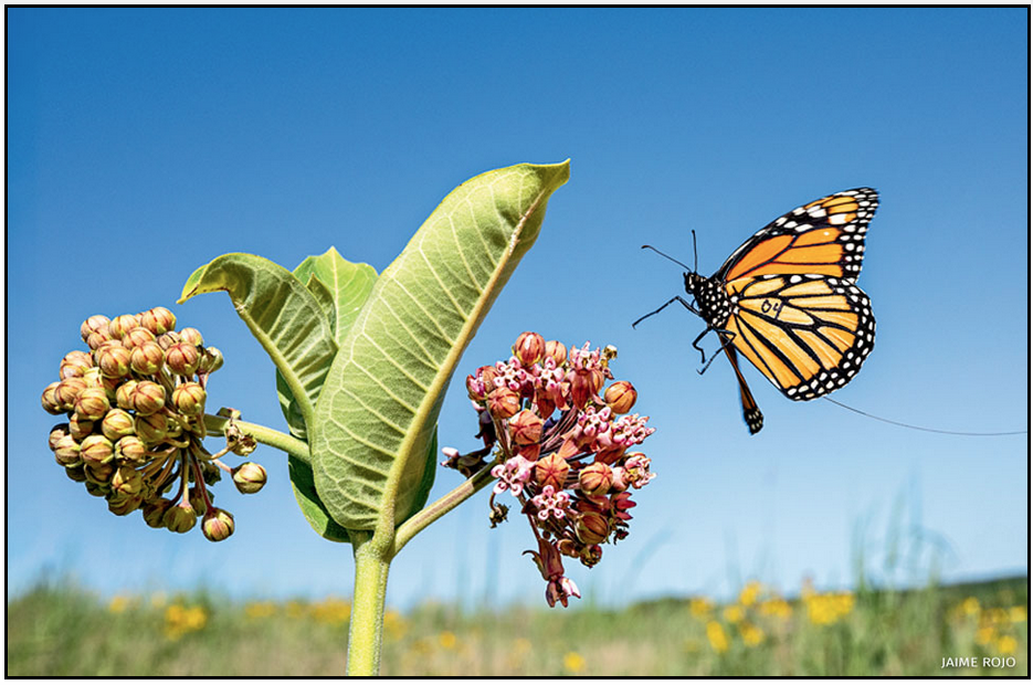 Is Captive Rearing Hurting Monarchs?