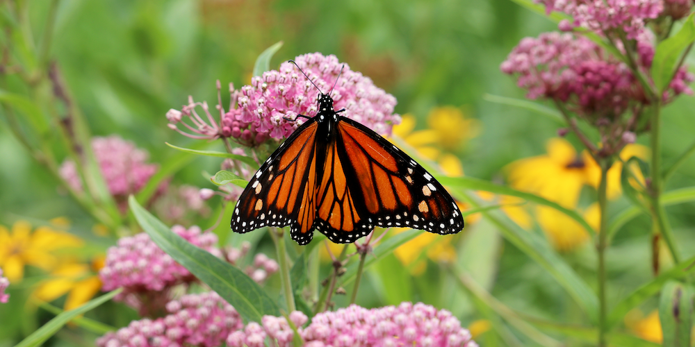 Go Green Winnetka Native Plant Sale